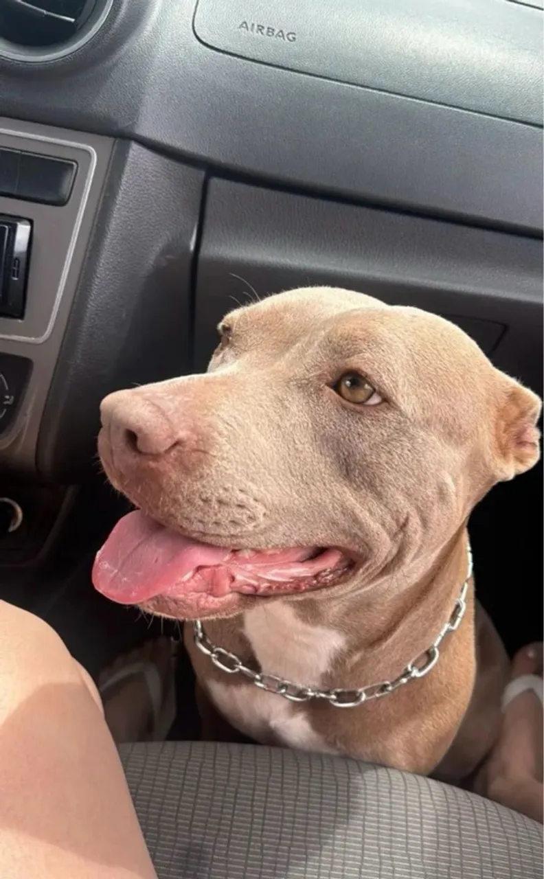 Doação Pitbull filhote