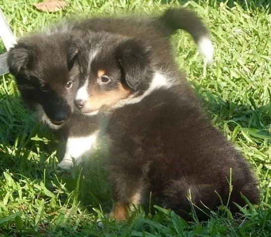 Pastor de Shetland Filhotes Lindos na Cor tricolor, bicolor - Foto 3