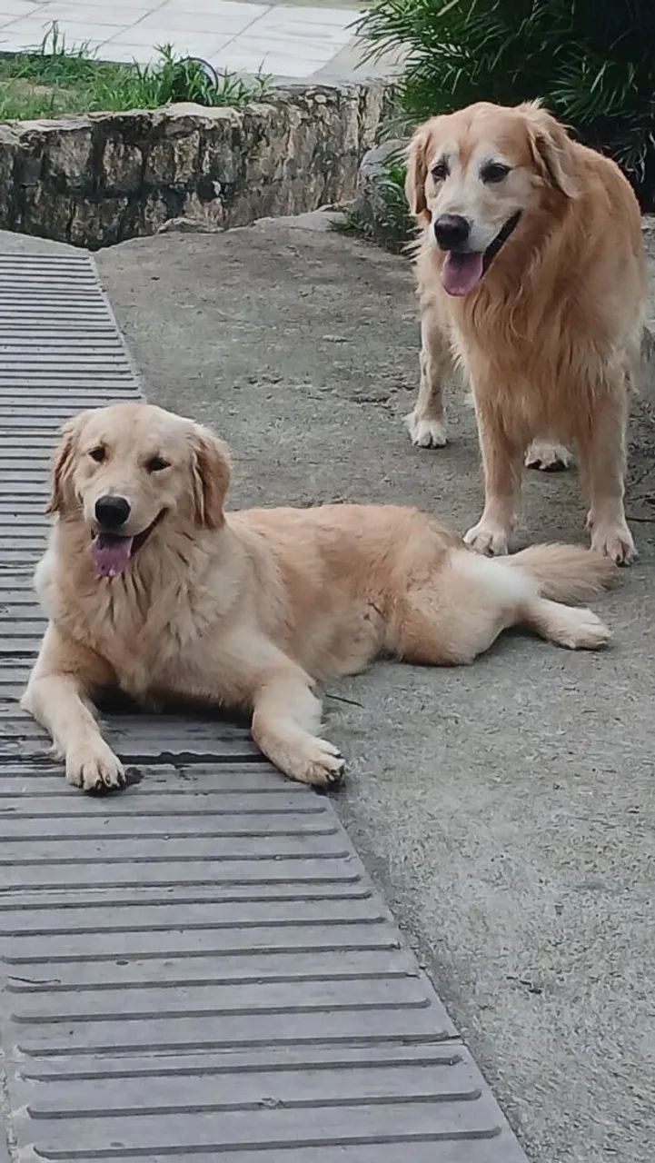 Filhotes de Golden Retriever  - Foto 4