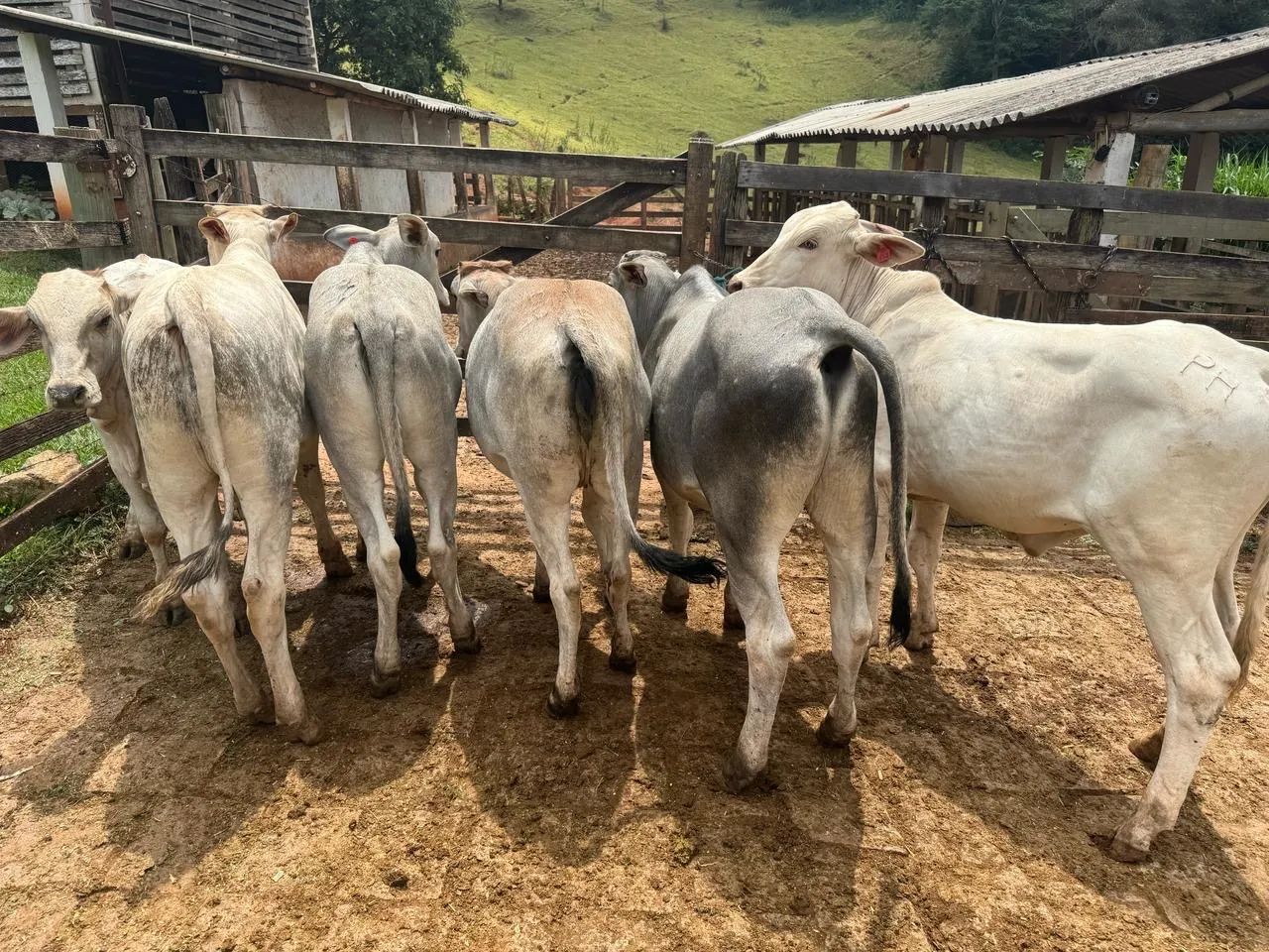 4 Bezerros Nelore 2 Bezerras Nelore  - Foto 4