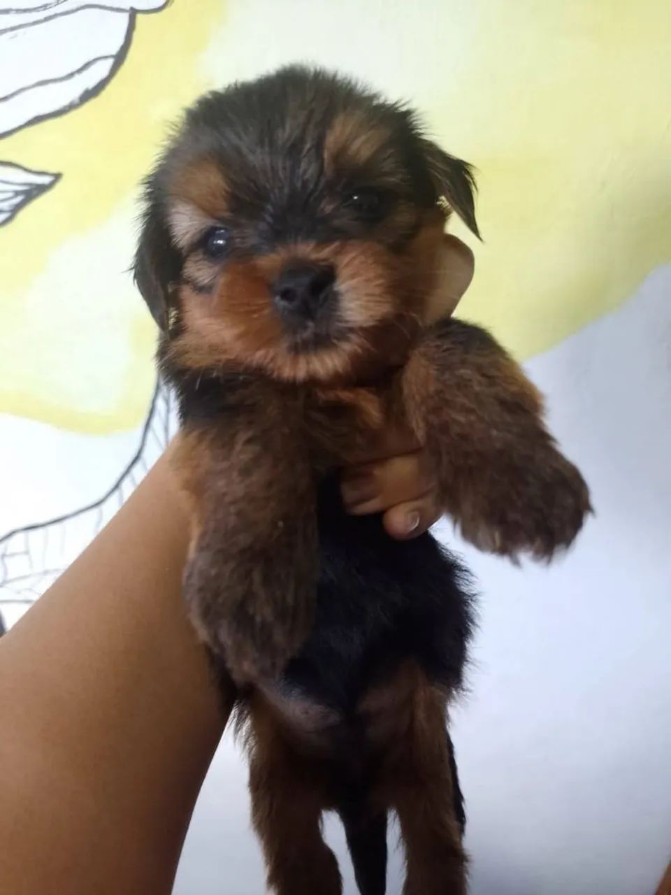 Cachorros Yorkshire - aceito cartões - Foto 3