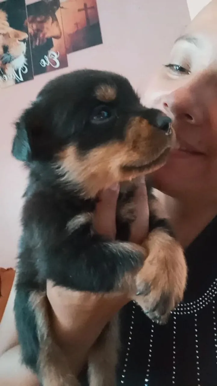 Filhote Rottweiler - Adorável e Carinhoso