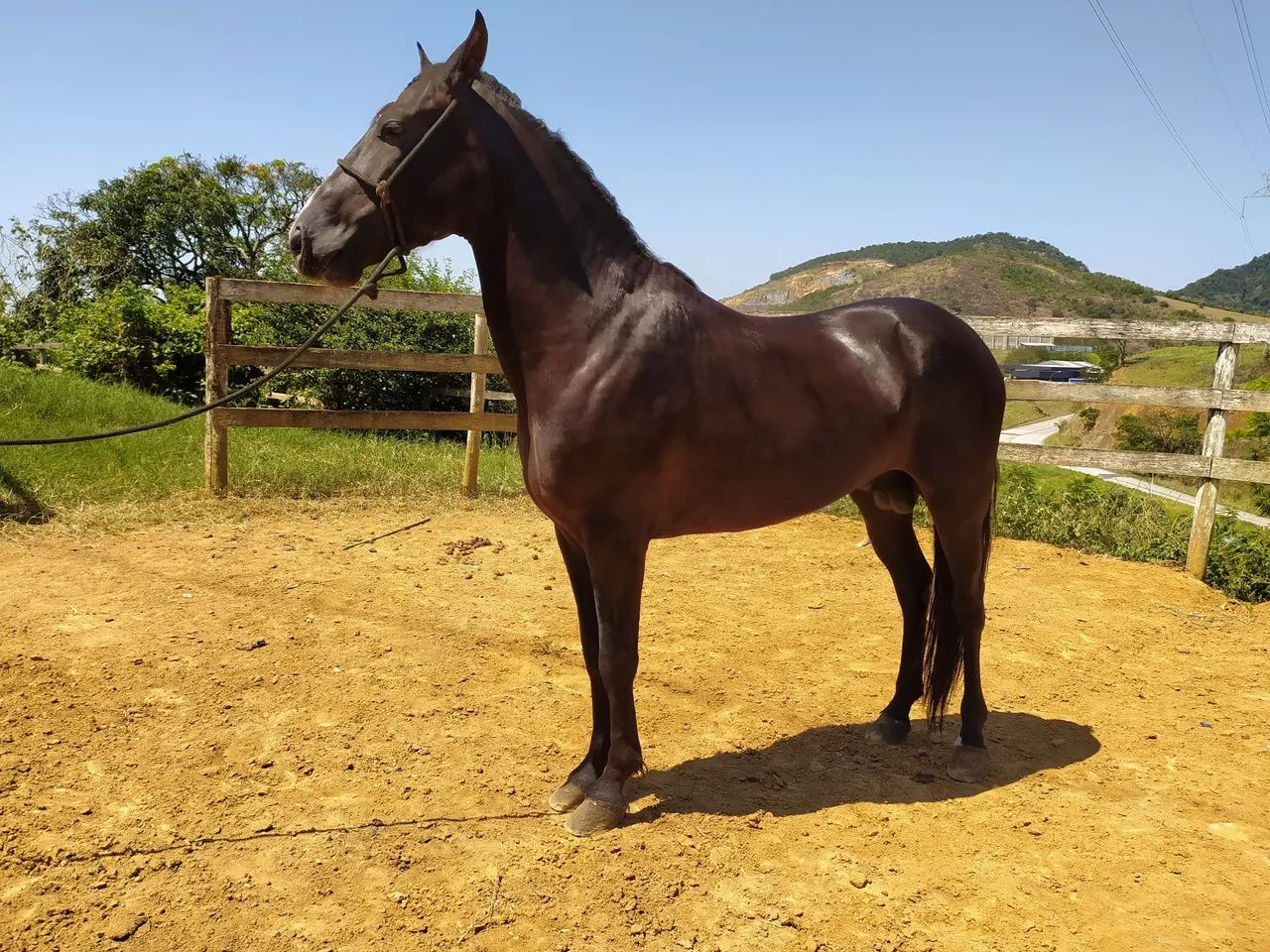 Cavalo Mangalarga Marchador  - Foto 3