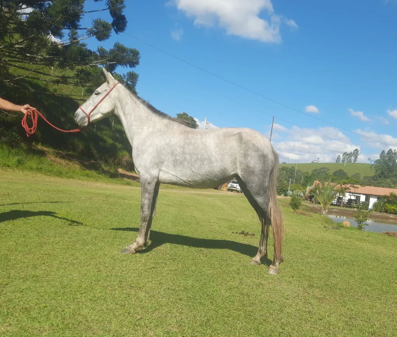 Potra mangalarga , 30 parcelas de RS 333,00 no boleto