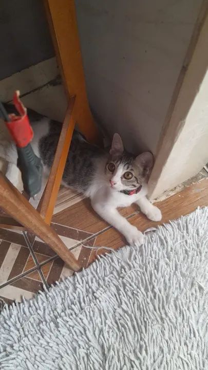 Gatinho para adoção - Foto 2