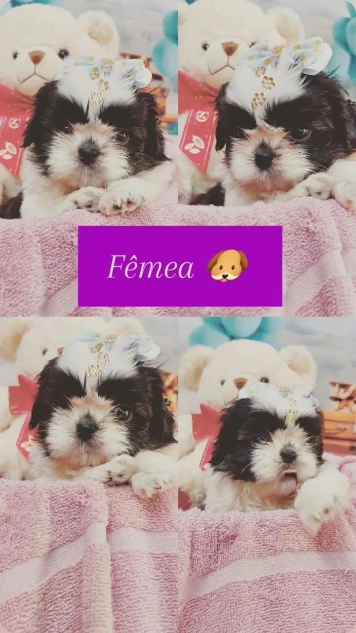 Filhotes Shih Tzu Fêmeas e machos