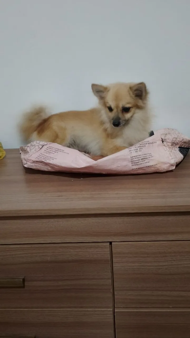 Spitz Alemão - adulta