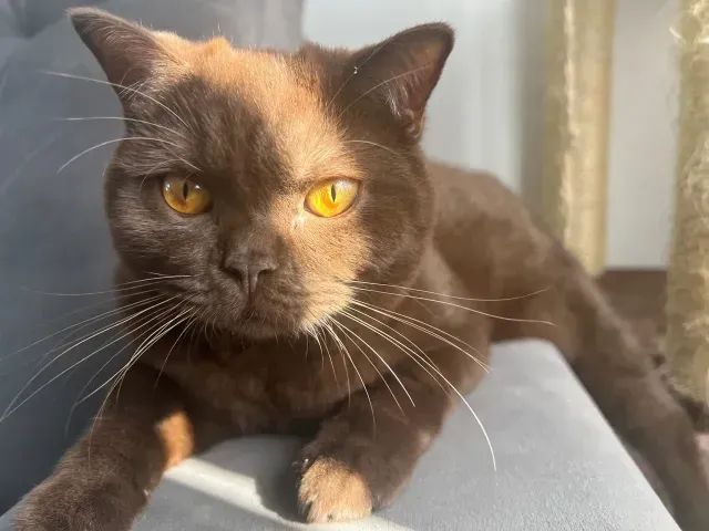 Vende-se dois gatinhos British Shorthair com pedigree INTERNACIONAL - Foto 3