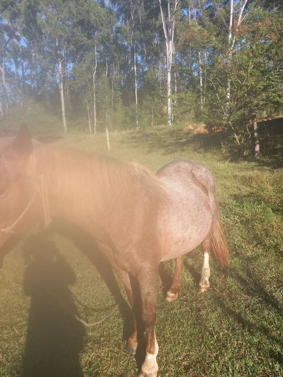 Cavalo para troca vaca ou 2 terneiras boas  - Foto 3