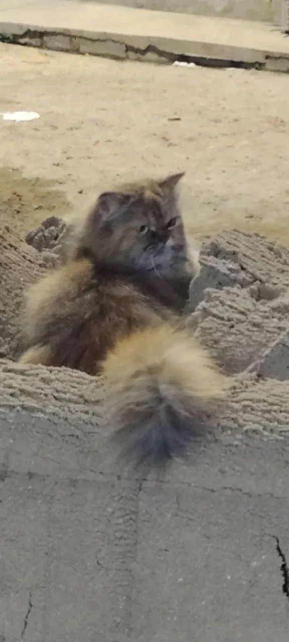 Gatinha persa disponível para adoção - Foto 4