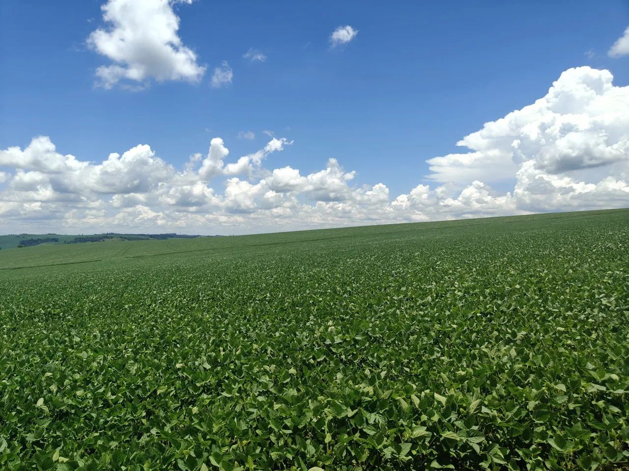 Fazenda com 80.75 alqueiro  - Foto 5