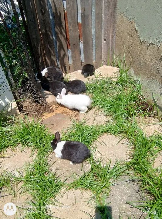 Disponível filhotes raça pequena Mini médio! - Foto 4