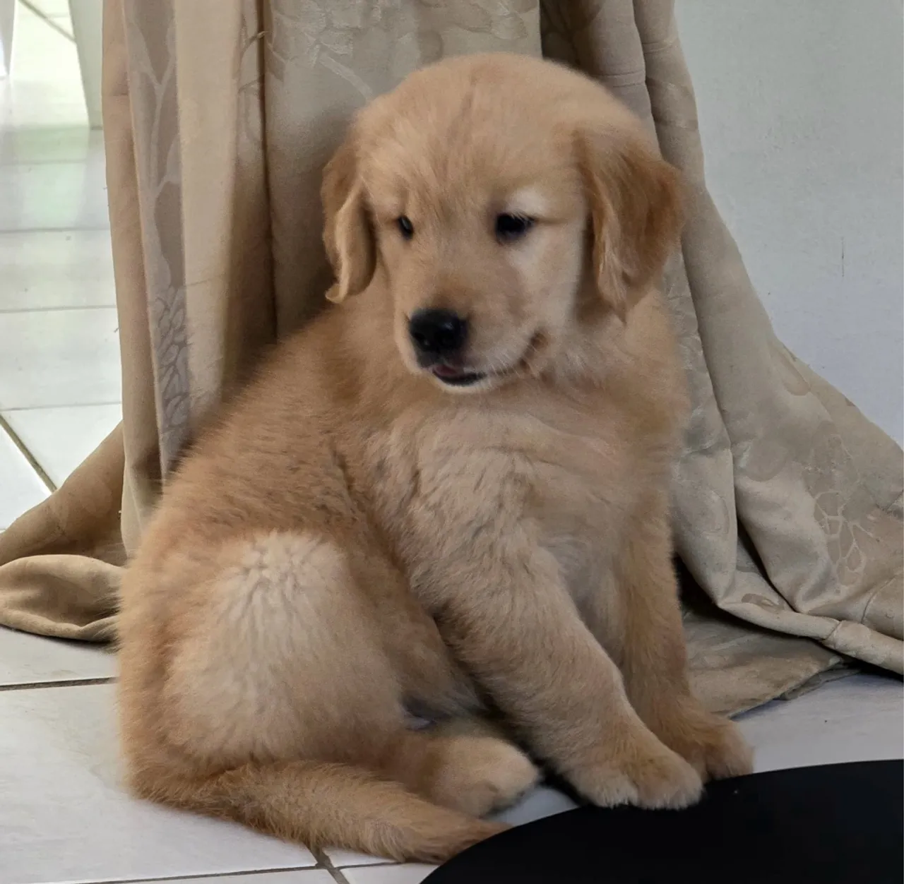 Filhotes de Golden Retriever 