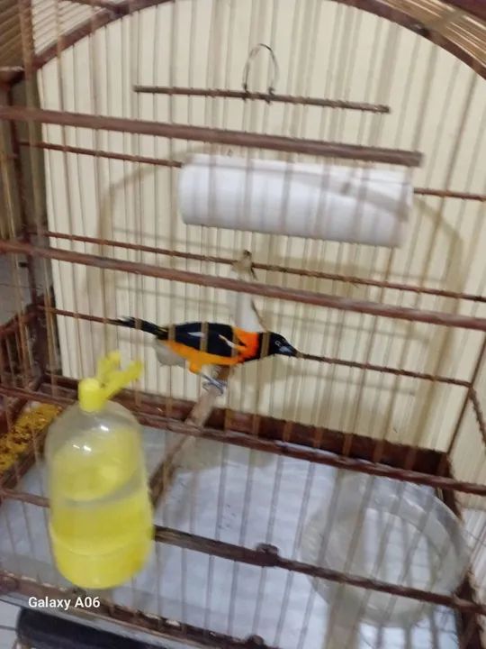 Gaiola linda - Foto 3