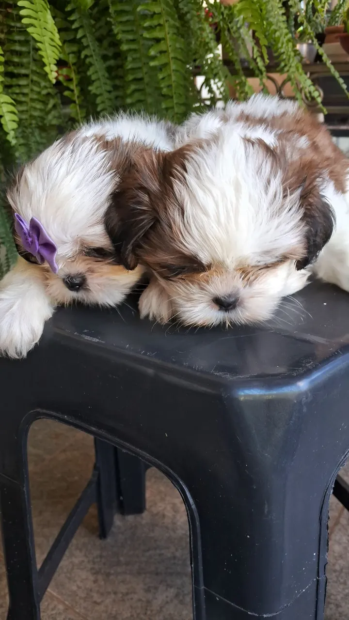 Dois filhotes Shih Tzu macho e fêmea
