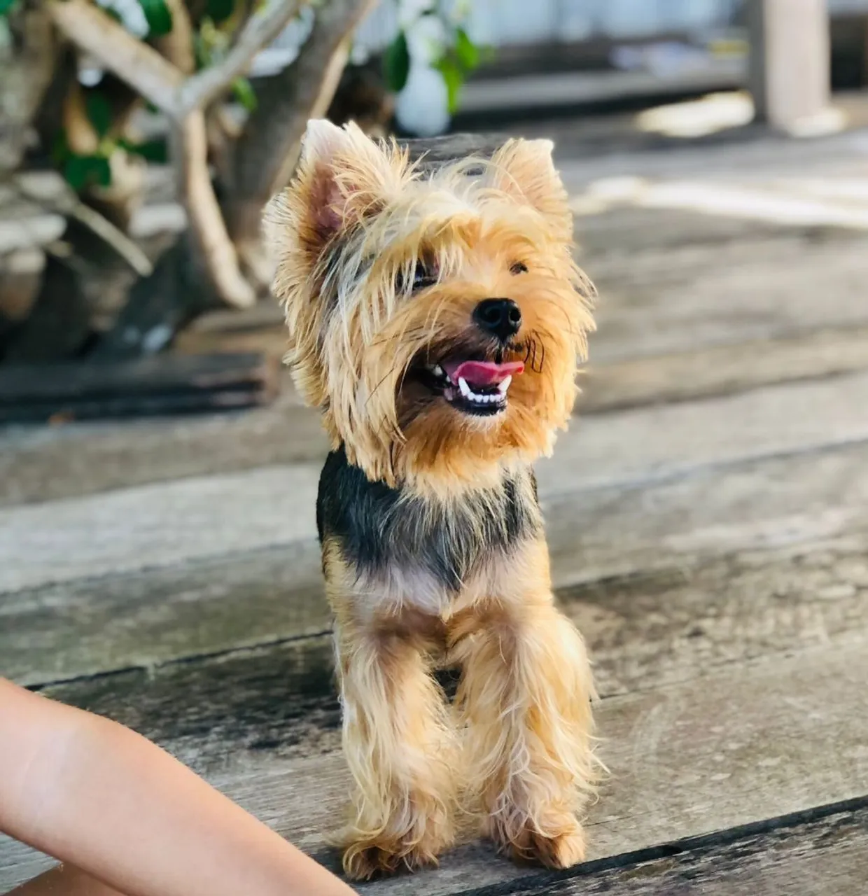Yorkshire Terrier - Filhote Charmoso