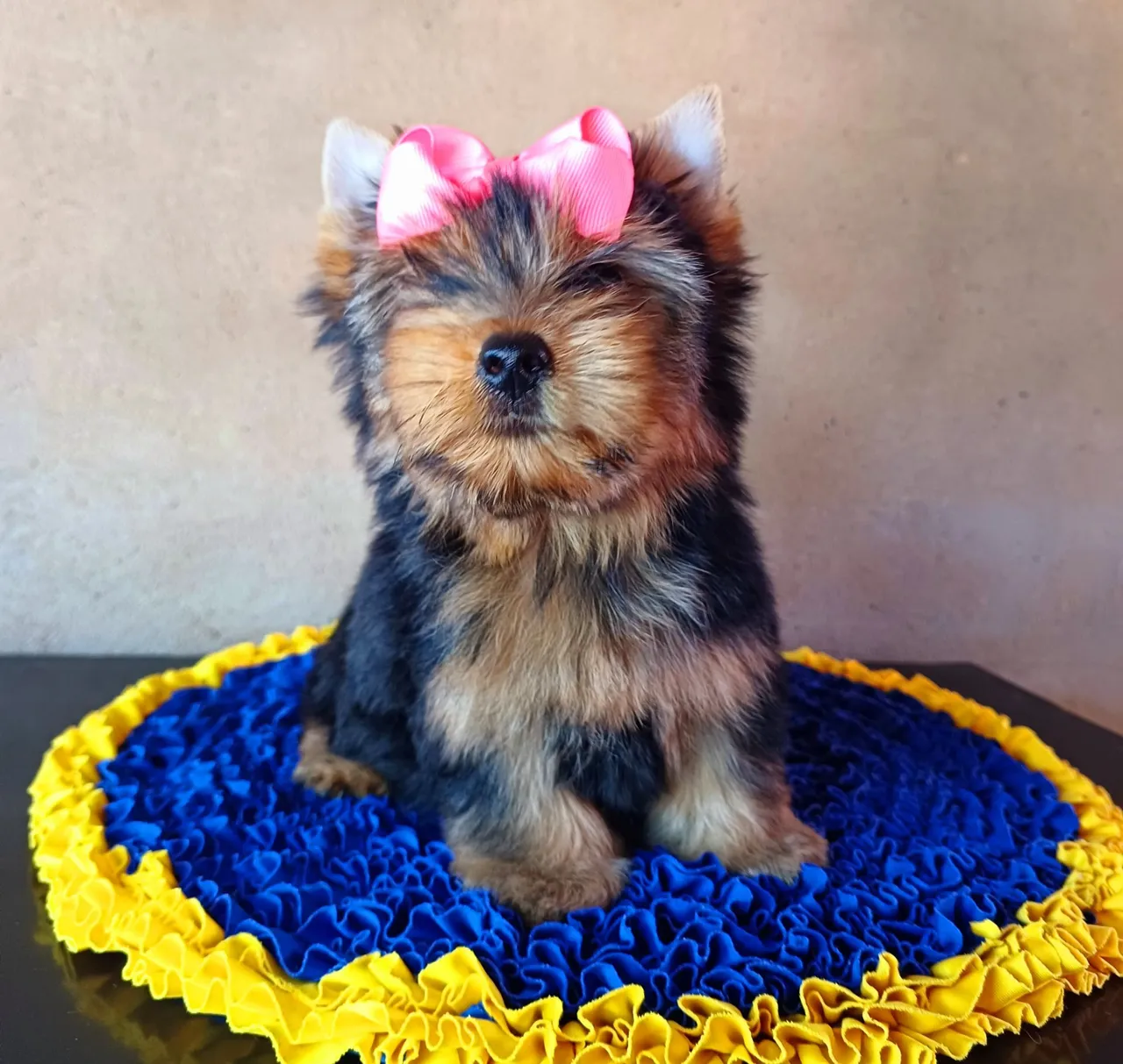 Filhote de Yorkshire Terrier com Laço Rosa