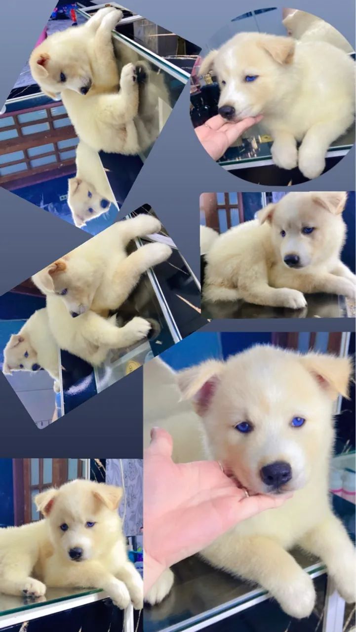 LEIAM A DESCRIÇÃO PRFV [ 2 filhotes de husky siberiano ] - Foto 2