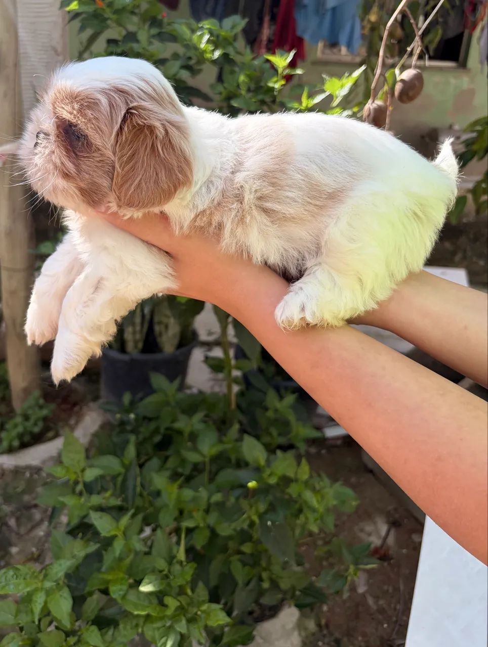 Filhotes de shihtzu macho