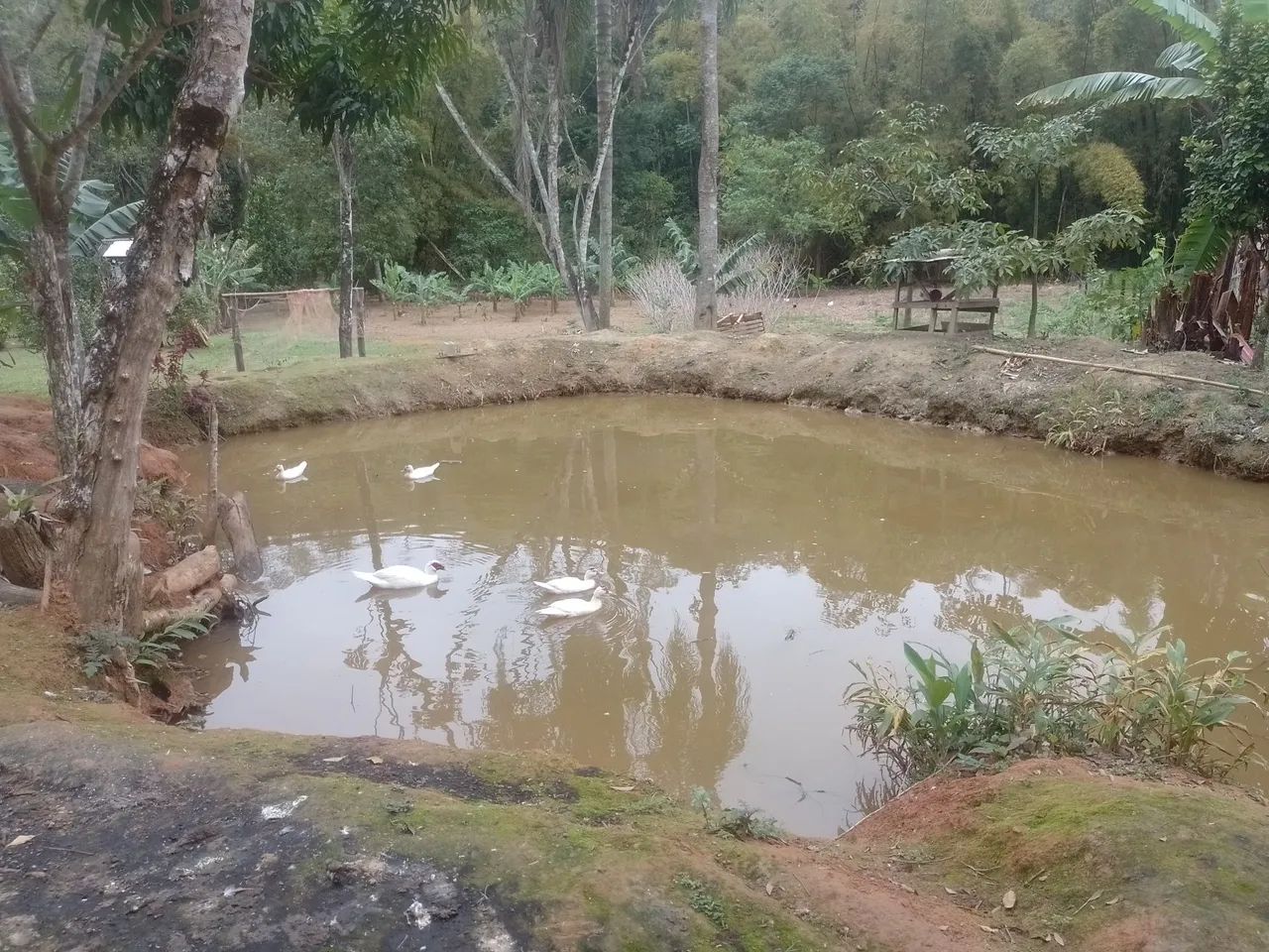 Vendo chácara de Porteira fechada - Foto 4