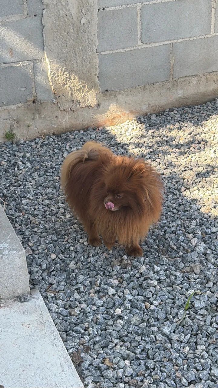 Spitz alemão 