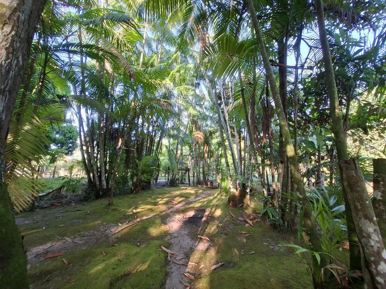 Terreno com Plantio de Açaí  - Foto 5