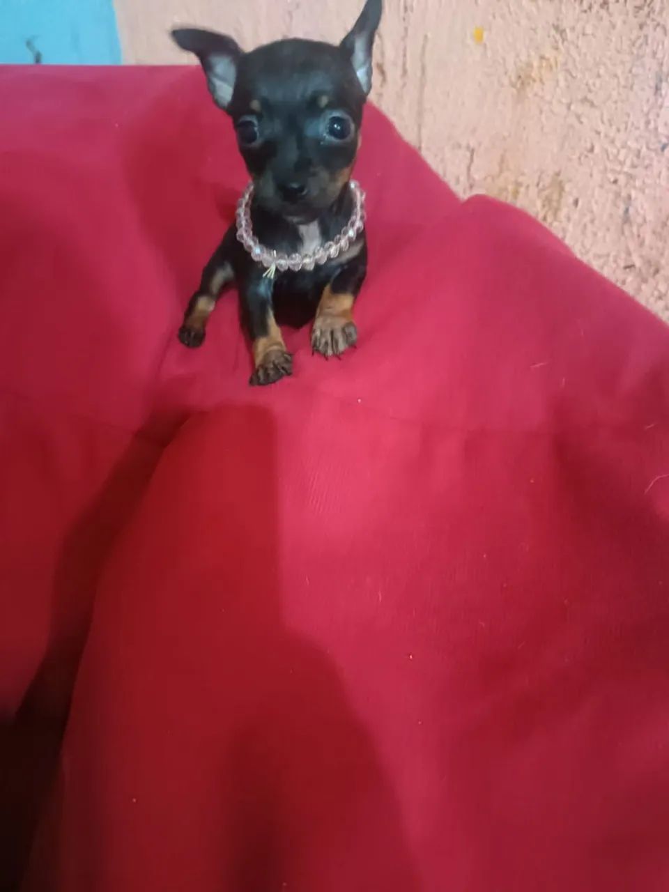 Pinscher