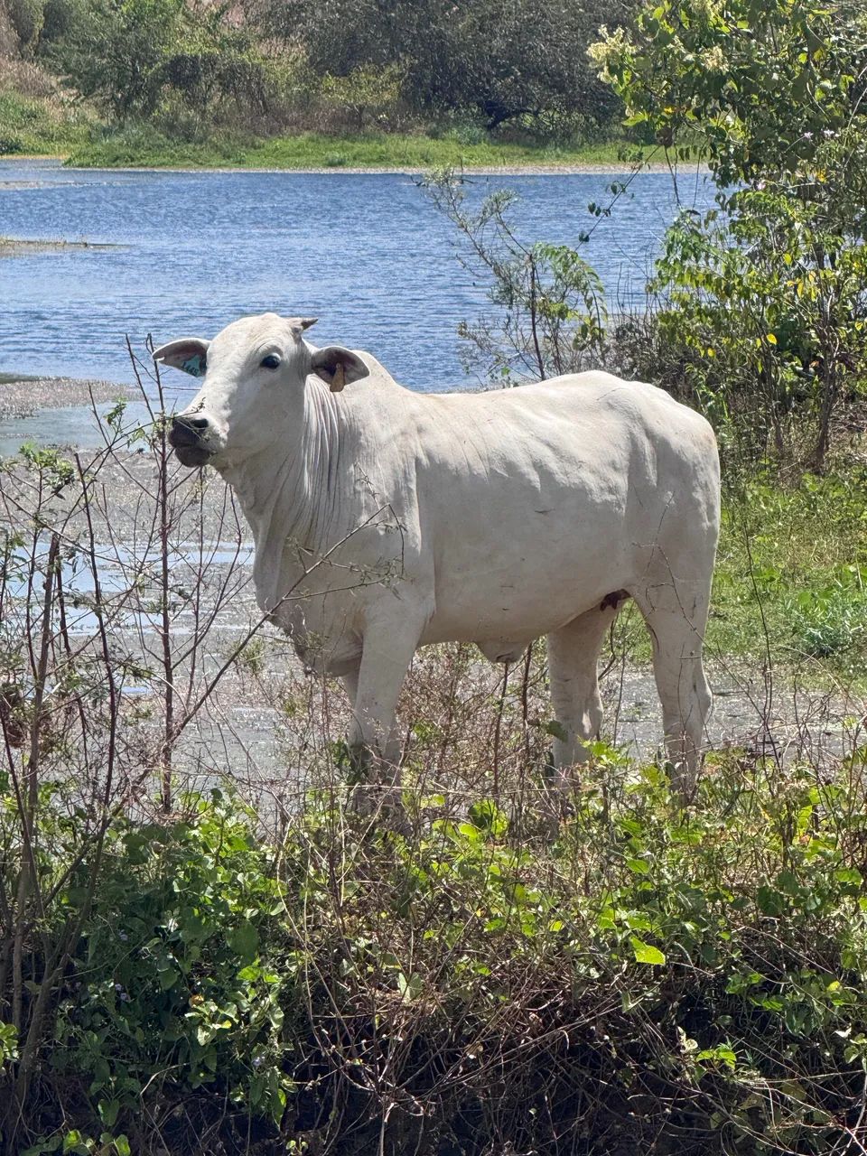 Vacas Nelore - Foto 2