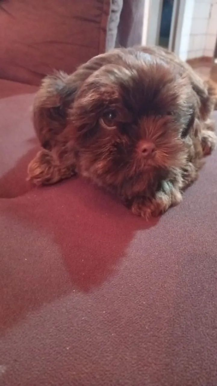 Shorkey  - Foto 2