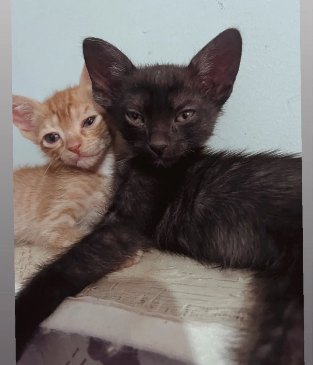 Pet - Foto 5