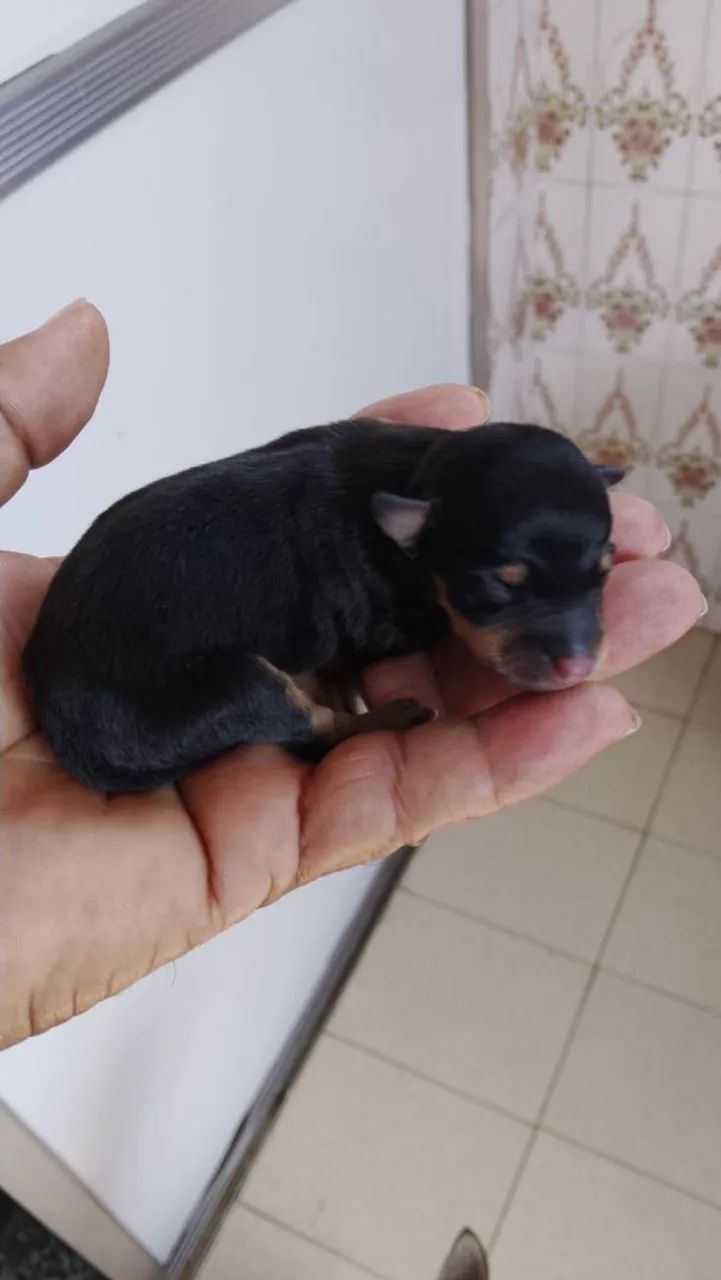 Pinscher  - Foto 4