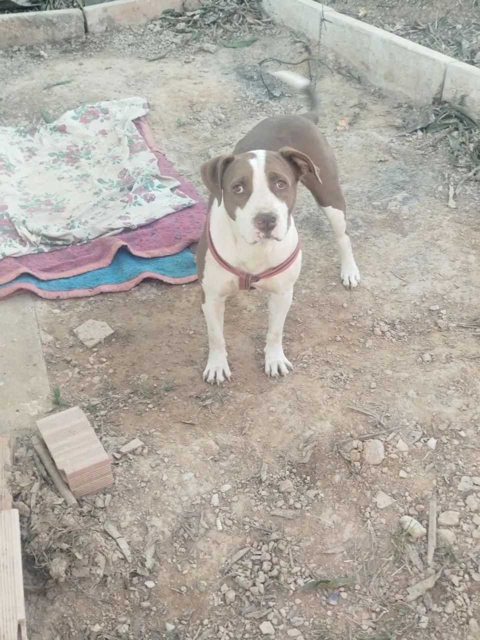 Doação de cachorro pitbull