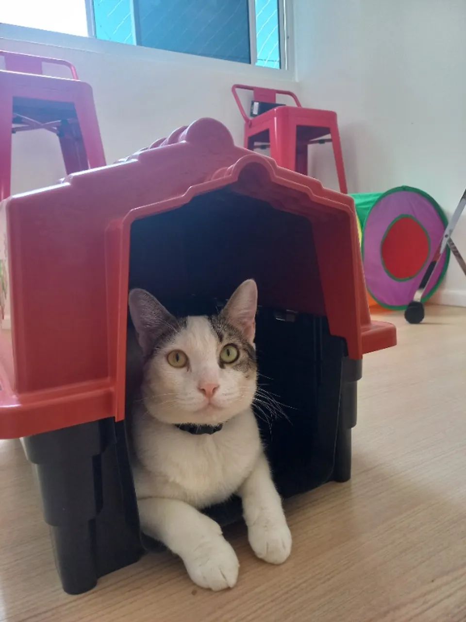 Casinha para pet - Foto 2