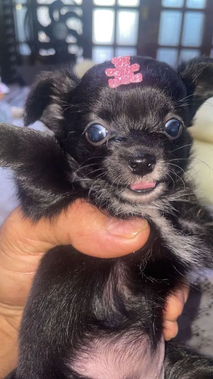 Chihuahua  - Foto 5
