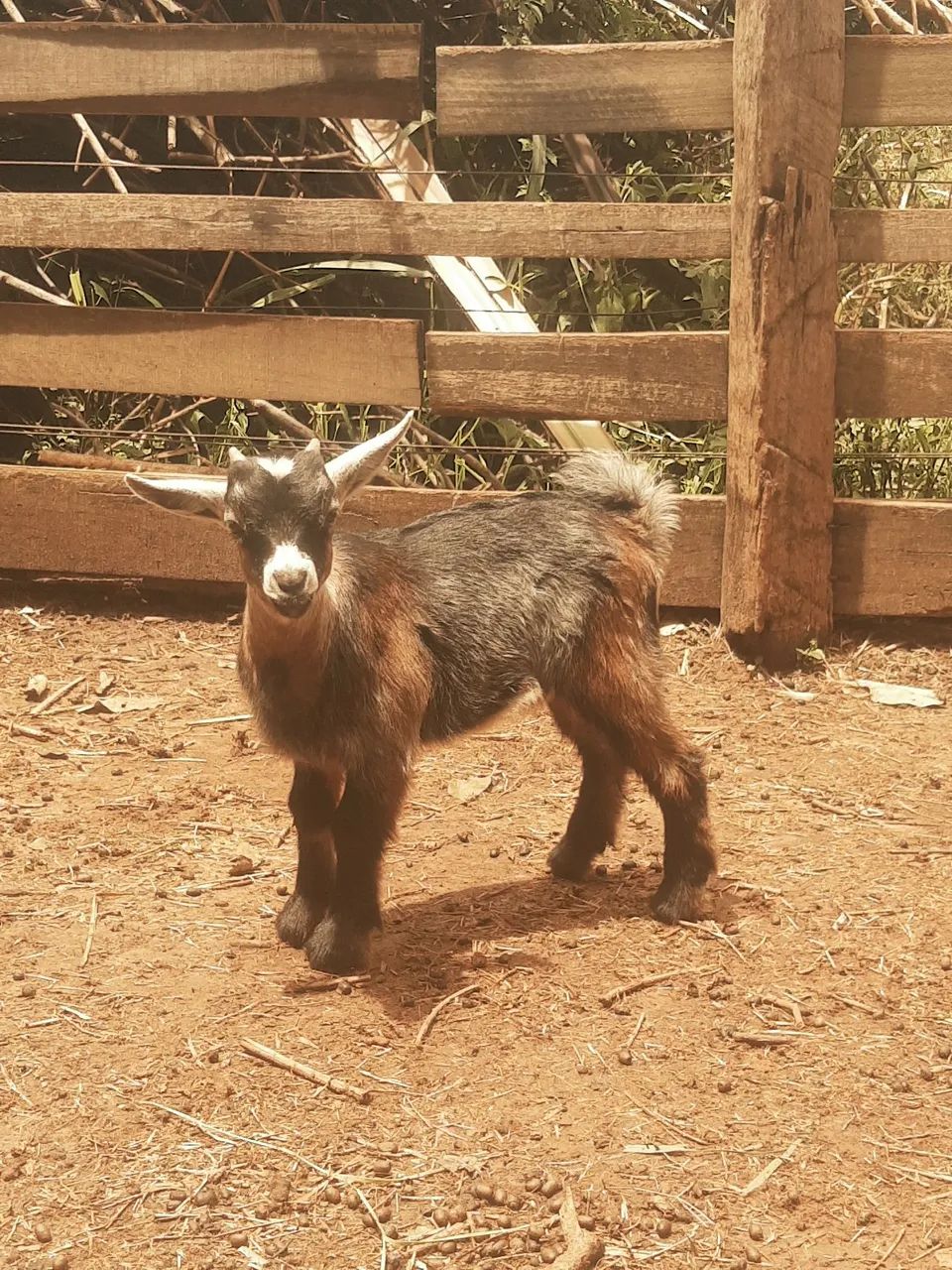 Mini cabra, filhote macho.