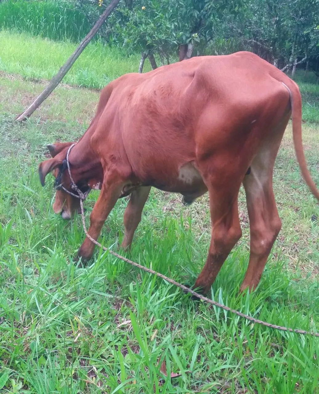 Terneiro Gir mansinho  - Foto 2
