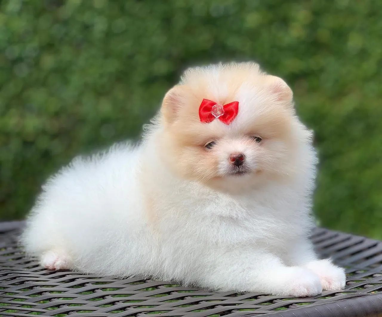 Spitz Alemão/ Lulu da Pomerânia 