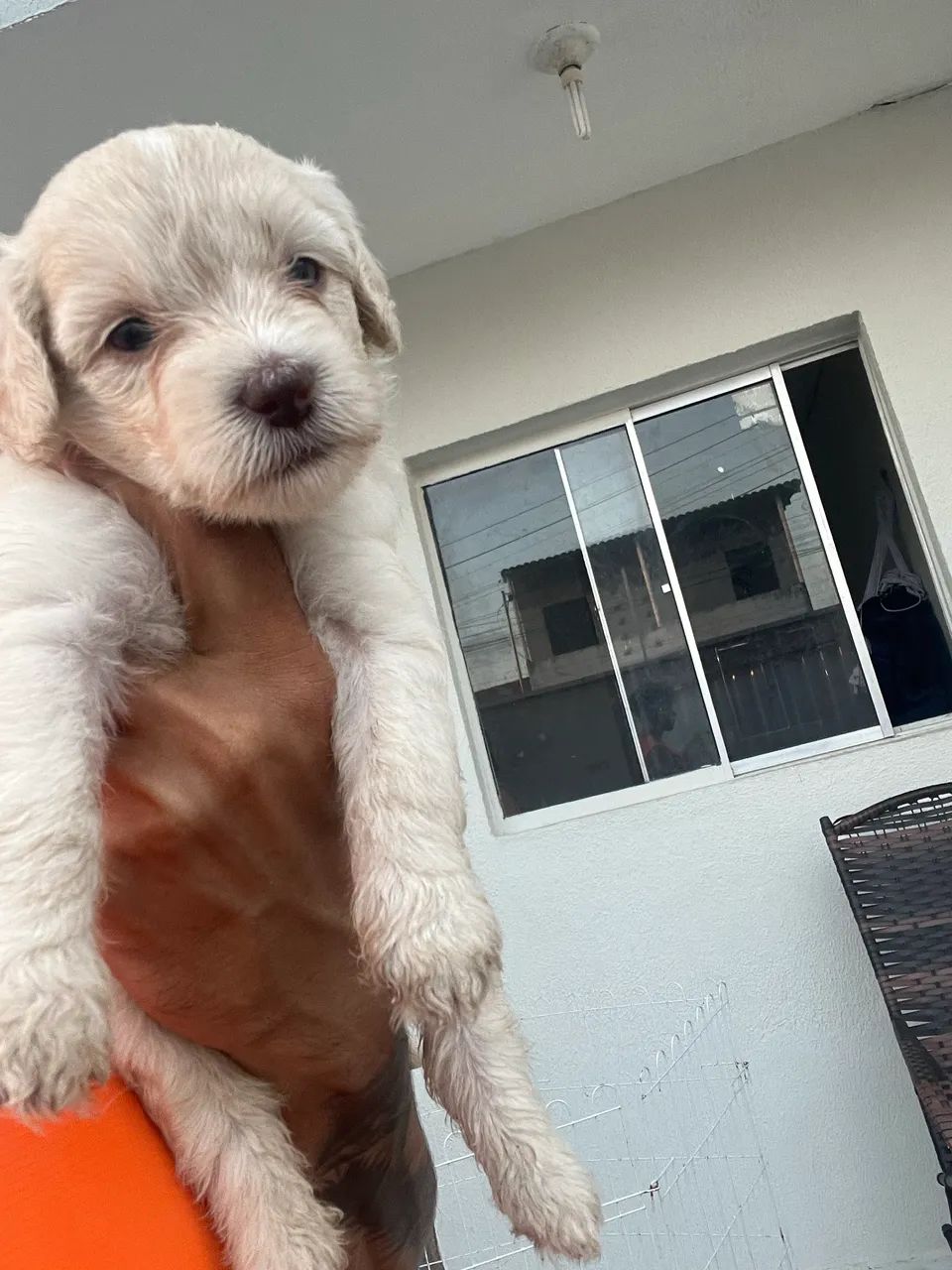 Poodles perfeitos  - Foto 3