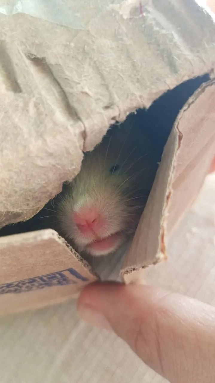 Hamster sírio  - Foto 4