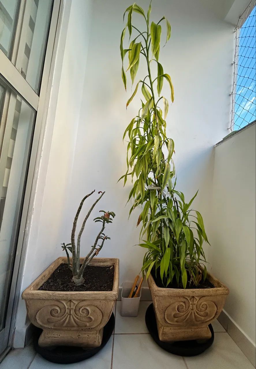 Vasos com plantas - Foto 3
