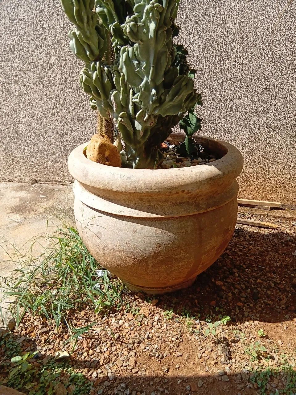 Vende se vaso e cactos - Foto 4