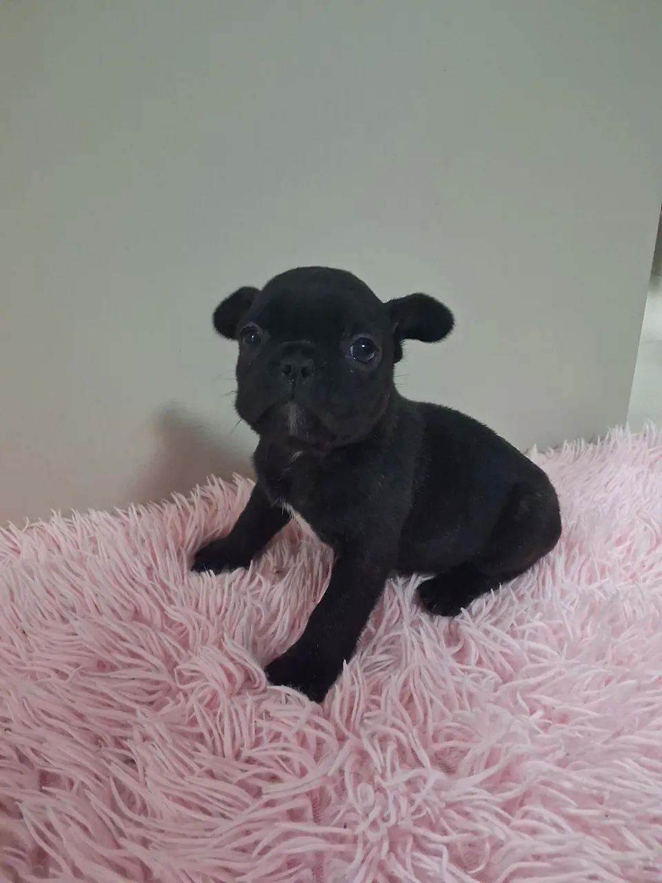 Filhotes buldogue francês  - Foto 4