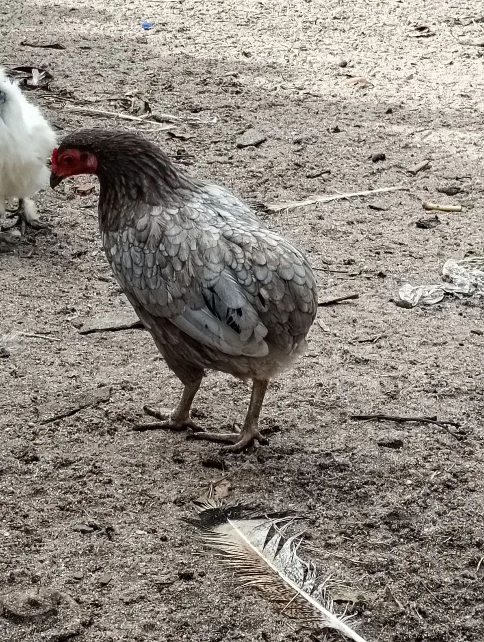 Galo e galinha ganize sura  - Foto 4