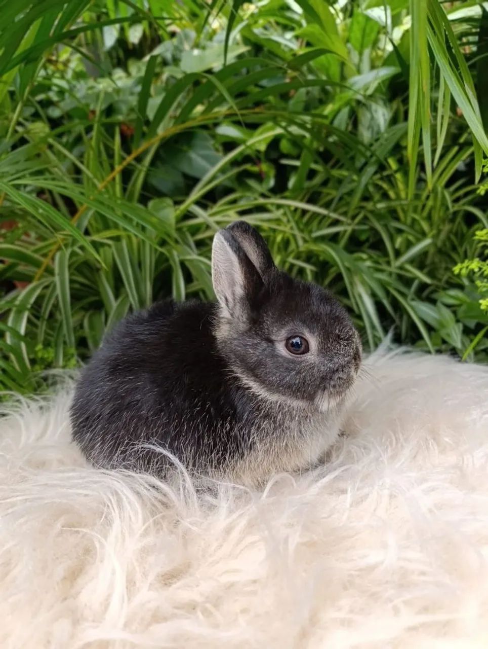 Coelho netherland Dwarf - Foto 4