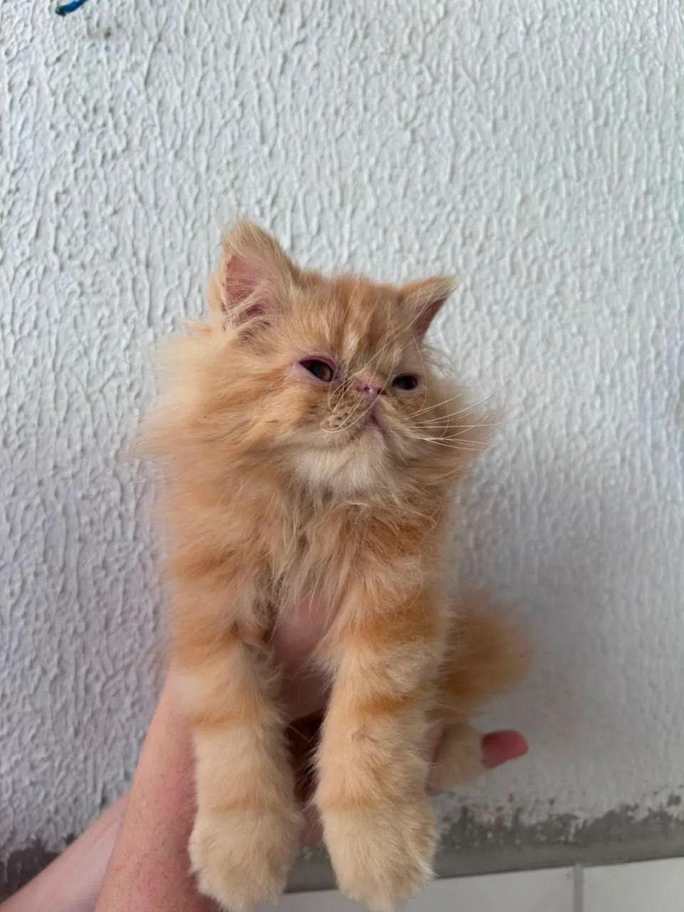 Gato persa (macho) - Foto 3