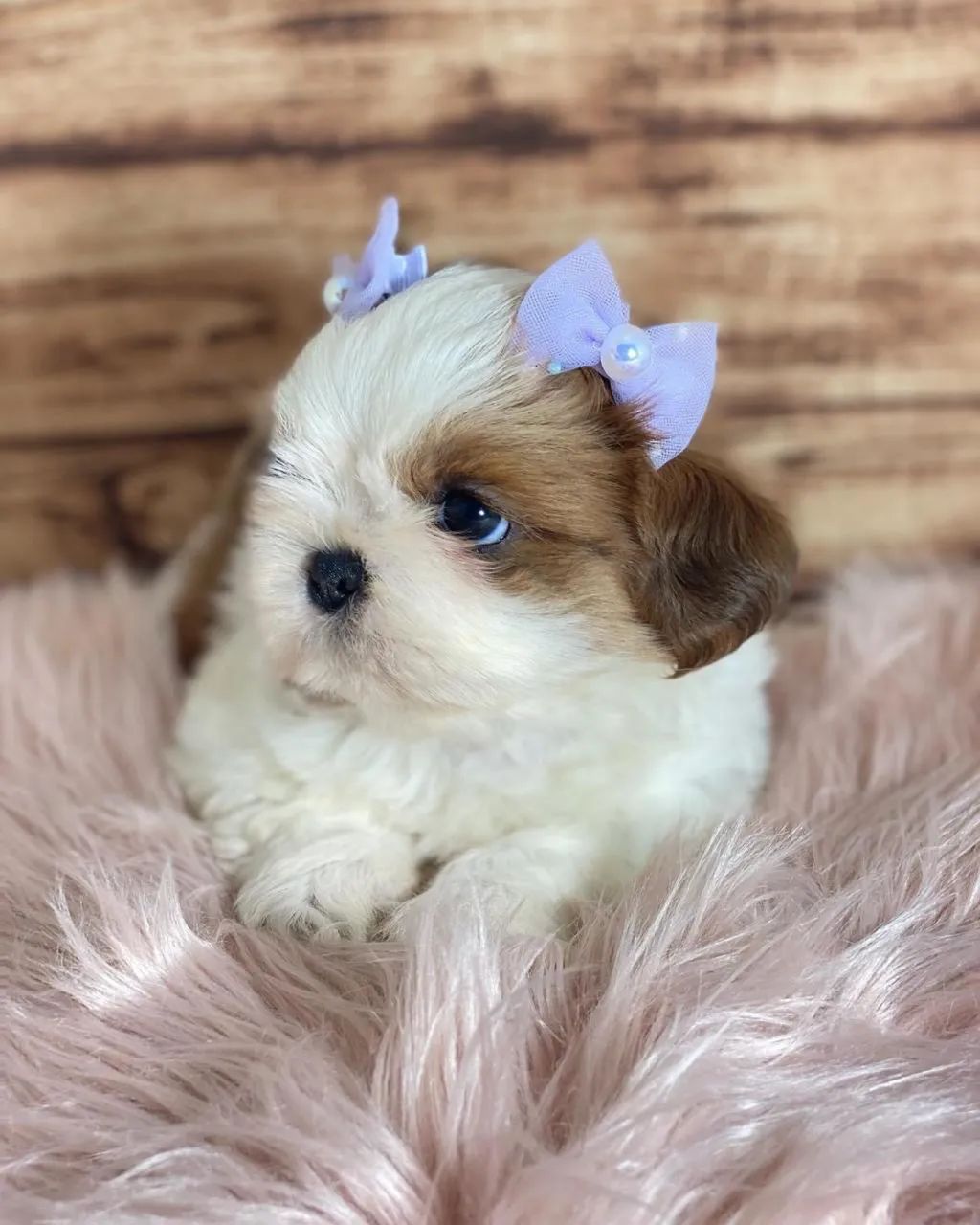 Shihtzu miniaturas  - Foto 5