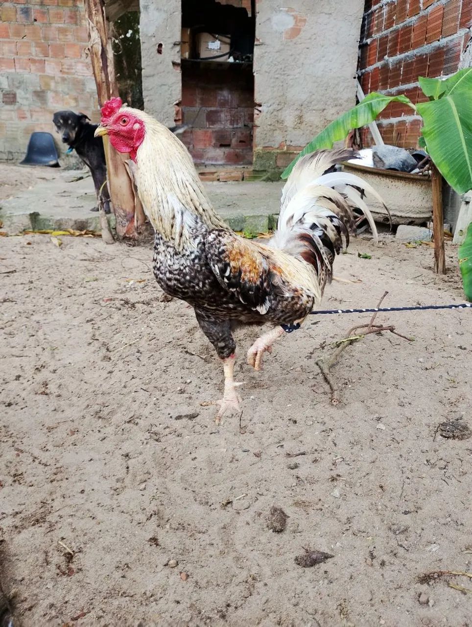 Galo mistiço 