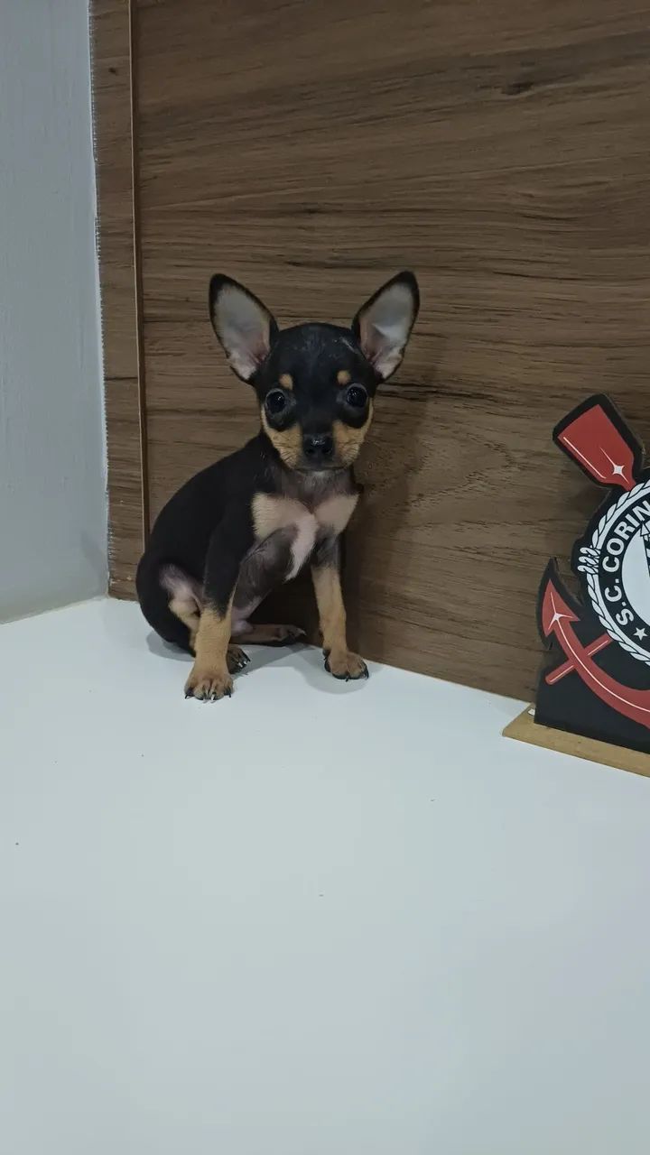 Pincher 0 macho