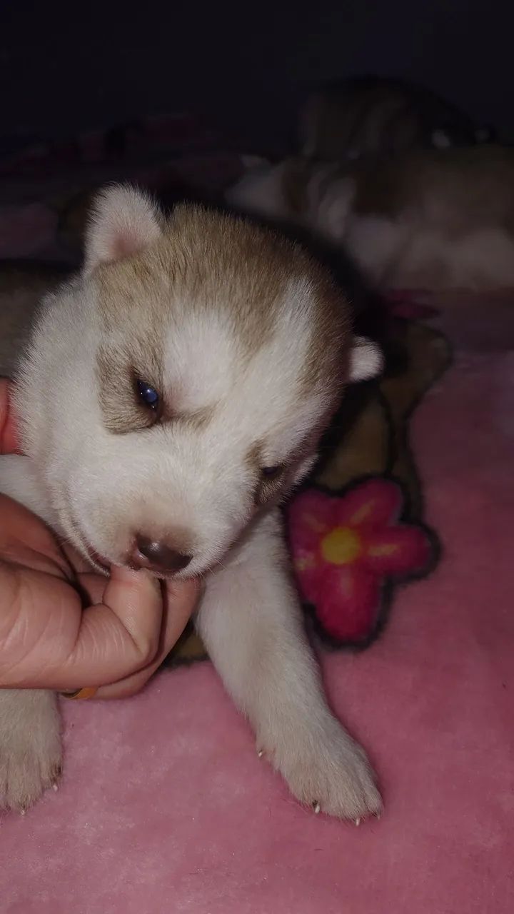 Husky Siberiano Fêmea  - Foto 3