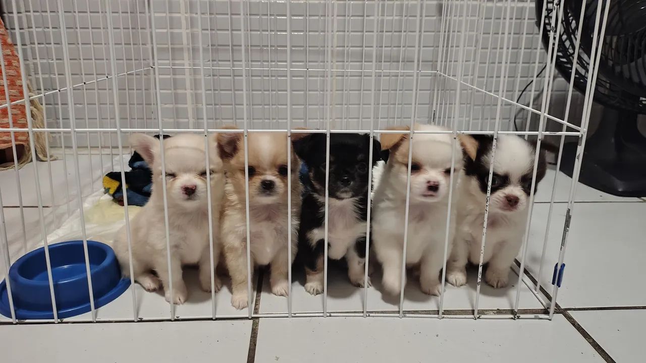 Cachorro chihuahua - Foto 5